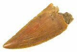 Serrated, Raptor Tooth - Real Dinosaur Tooth #285153-1